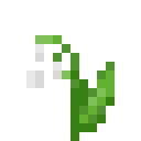 Lily Of The Valley